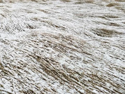 Winter background dry grass under the snow in the field Stock Photos