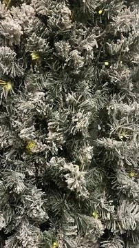 Winter background of fir tree branches in frost with golden lights of garland Stock Photos