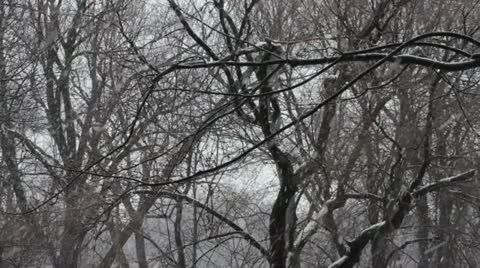 Winter background Stock Footage 20463489