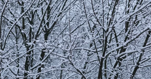 Winter background Stock Footage 86648382