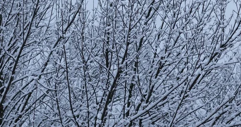 Winter background Stock Footage 86649420