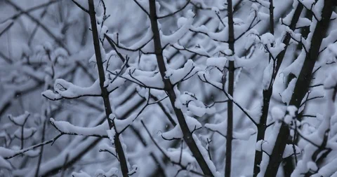 Winter background Stock Footage 86650473