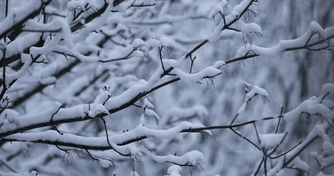 Winter background Stock Footage 86651409