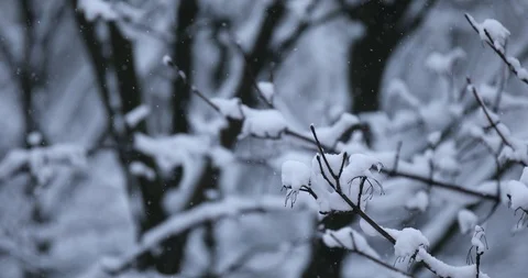 Winter background Stock Footage 86656162