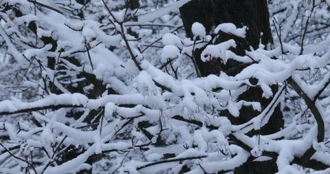 Winter background Stock Footage 86657509