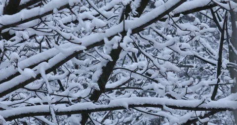 Winter background Stock Footage 86658818