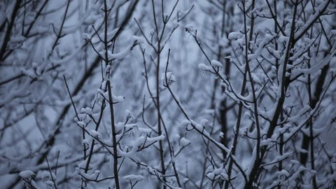 Winter background Stock Footage 87595213