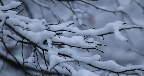 Winter background Stock Footage 87597858