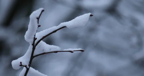 Winter background Stock Footage 87598608