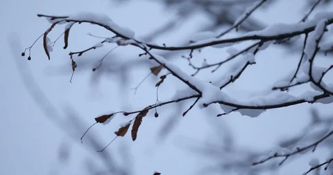 Winter background Stock Footage 87601213