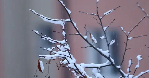 Winter background Stock Footage 87607856