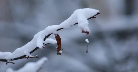 Winter background Stock Footage 87615554