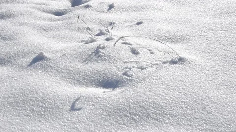 Winter background Stock Footage 146316840