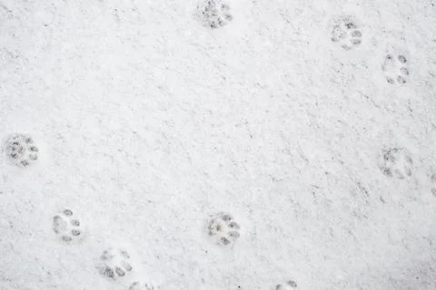 Winter background: fresh clean even snow, large snowflakes, cat footprints Stock Photos