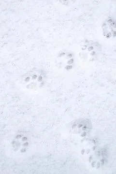 Winter background: fresh clean even snow, large snowflakes, cat footprints Stock Photos