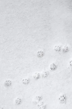 Winter background: fresh clean even snow, large snowflakes, cat footprints Stock Photos