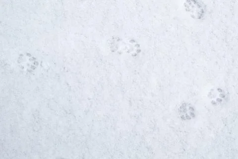 Winter background: fresh clean even snow, large snowflakes, cat footprints Stock Photos