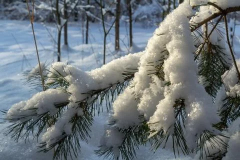 Winter background has a pine branch. Stock Photos