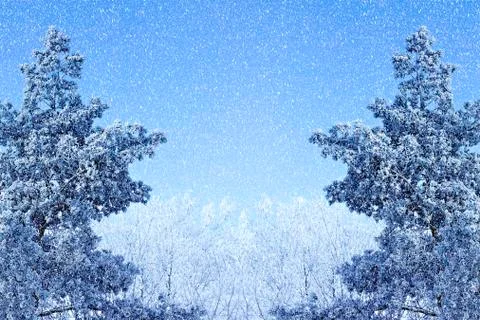 Winter background with icy branches Stock Photos