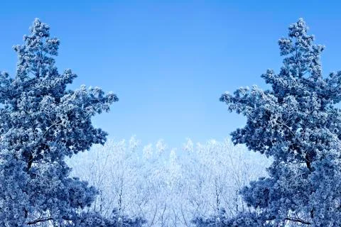 Winter background with icy branches Stock-Fotos