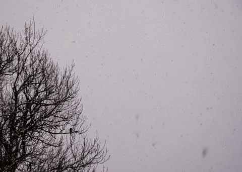 Winter Background with Magpie in Tree During Snowfall Stock Photos