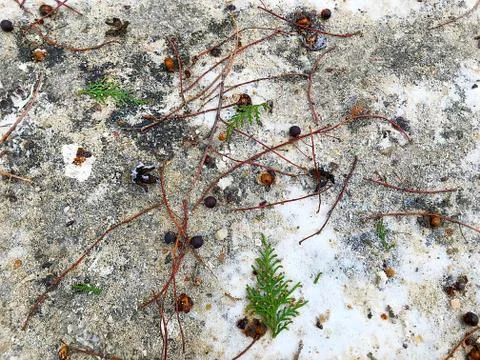 Winter background - a pattern of snow, cones, branches. Stock Photos