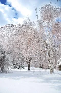 Winter background Stock Photos