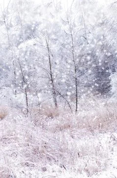 Winter background Stock Photos