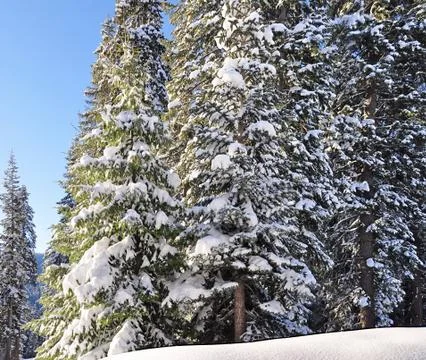 Winter background Stock Photos