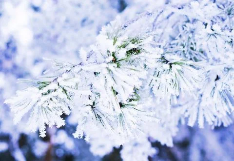 Winter background Stock Photos