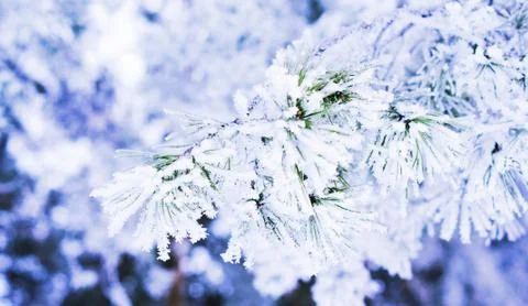 Winter background Stock Photos