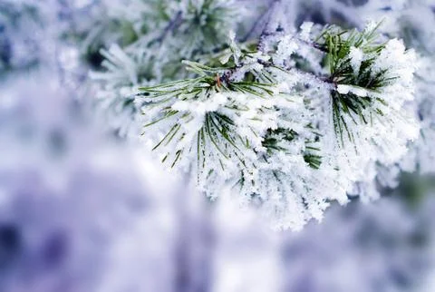 Winter background Stock Photos
