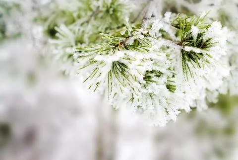 Winter background Stock Photos