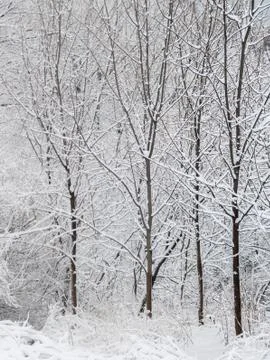 Winter background Stock Photos