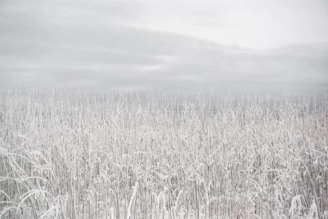 Winter background Stock Photos