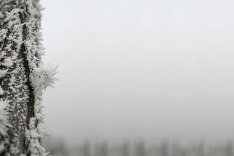 Winter background Stock-Fotos