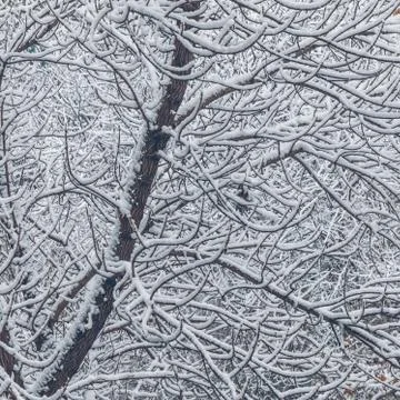 Winter background Stock Photos