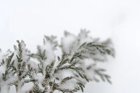Winter background Stock Photos