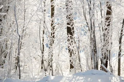 Winter background Stock Photos