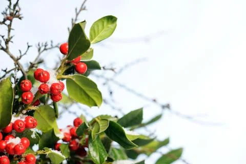 Winter background Stock Photos