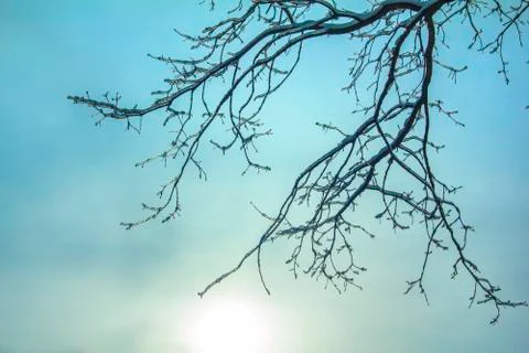 Winter background. Stock Photos