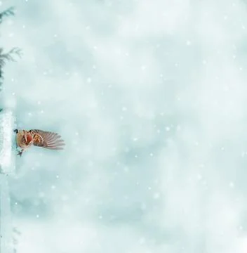 Winter background. Stock Photos