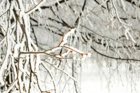 Winter background Stock Photos