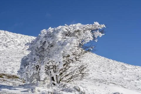 Winter background Stock Photos