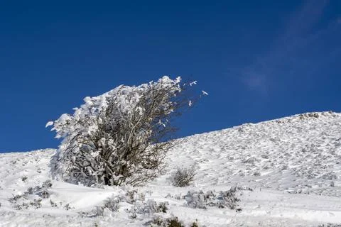 Winter background Stock Photos