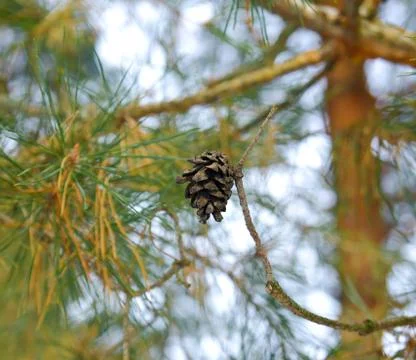 Winter background with pine cones Stock Photos