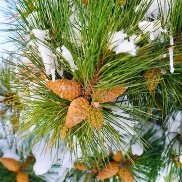 Winter background with pine cones. Stock-Fotos