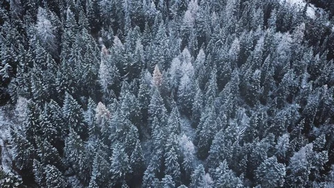 Winter background, pine forest in snow, flying above fir trees Stock Footage 120026763