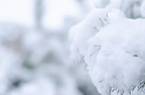 Winter background with pine needles. Snow-covered trees. Winter weather. Stock Photos