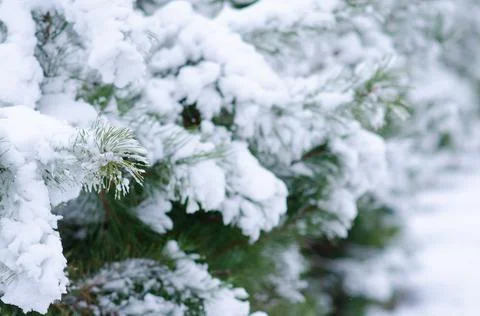Winter background with pine needles. Snow-covered trees. Winter weather. Stock Photos